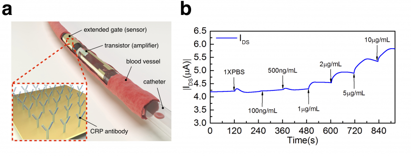 圖一.   a) 植入到血管裡的醫用導管和C-反應蛋白感應器的概念圖。
           b) 感應電流變化和C-反應蛋白濃度的關係。